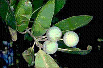 Plod kalofila (tamanua)