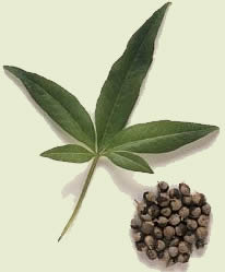 Konopljika, Vitex Agnus Castus, klini�ki je dokazana pomo� kod simptoma PMS-a